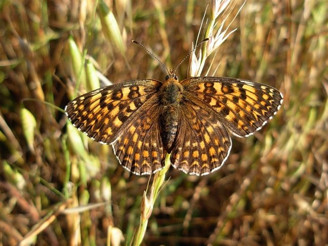 melitaea athalia ?